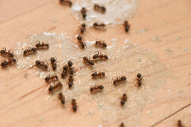 Best Affordable Pest Control Services  in Riverdale Park, CA