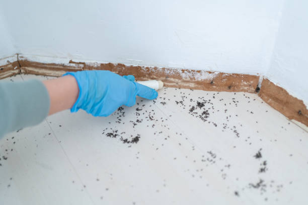Best Flea Control Services  in Riverdale Park, CA